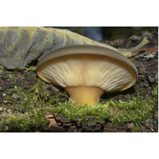 Мицелий Вешенки поздней (Panellus serotinus) Мицелий Вешенки поздней (Panellus serotinus)